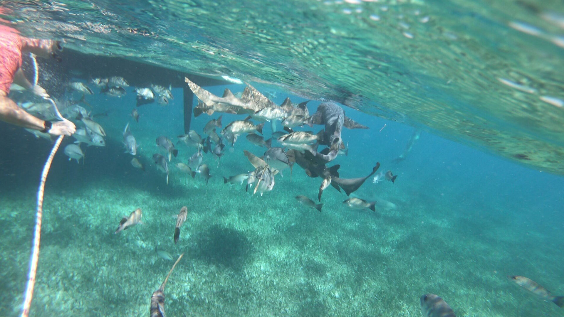 Belize snorkeling